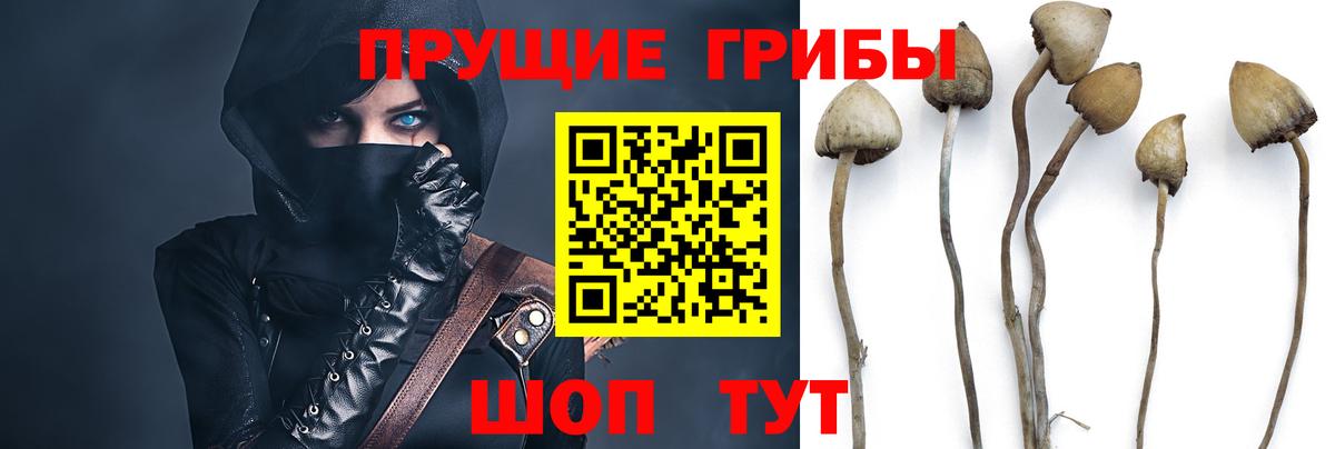 Псилоцибиновые грибы GOLDEN TEACHER Псков
